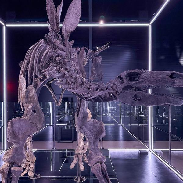 Dinosaur Stegosaurus på Evolutionsmuseet