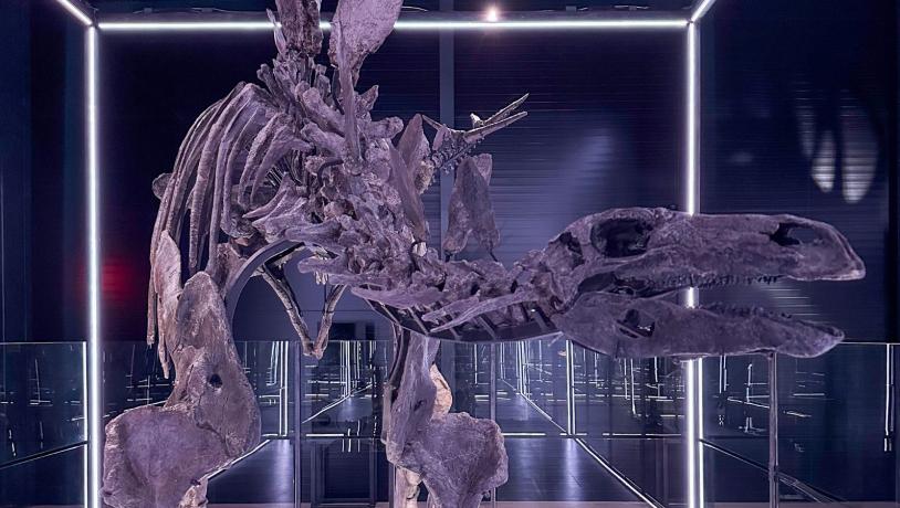 Stegosaurus i Evolutionsmuseet