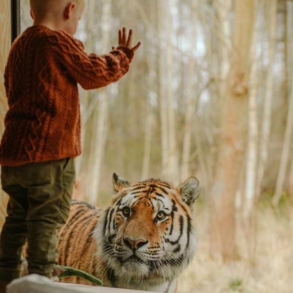 Knuthenborg Safaripark Zov Tigra hytte barn tiger