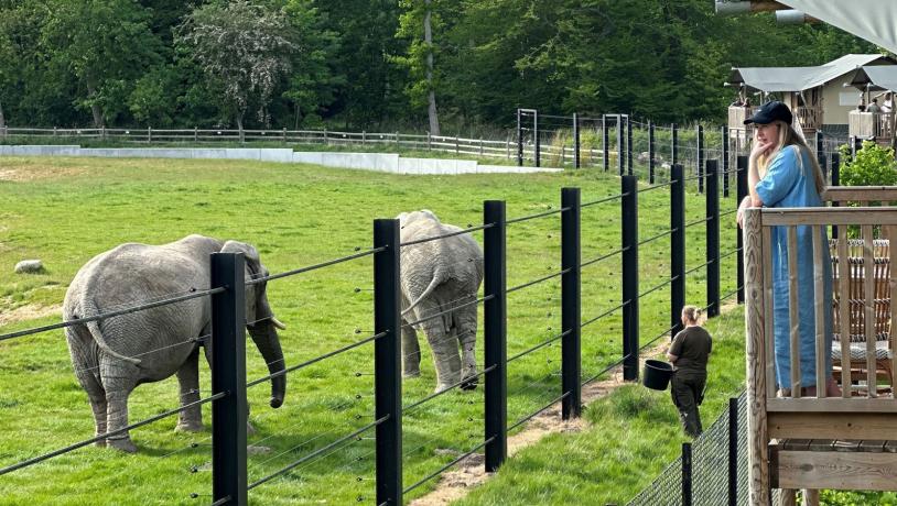 Pressebesøg Knuthenborg Safaripark